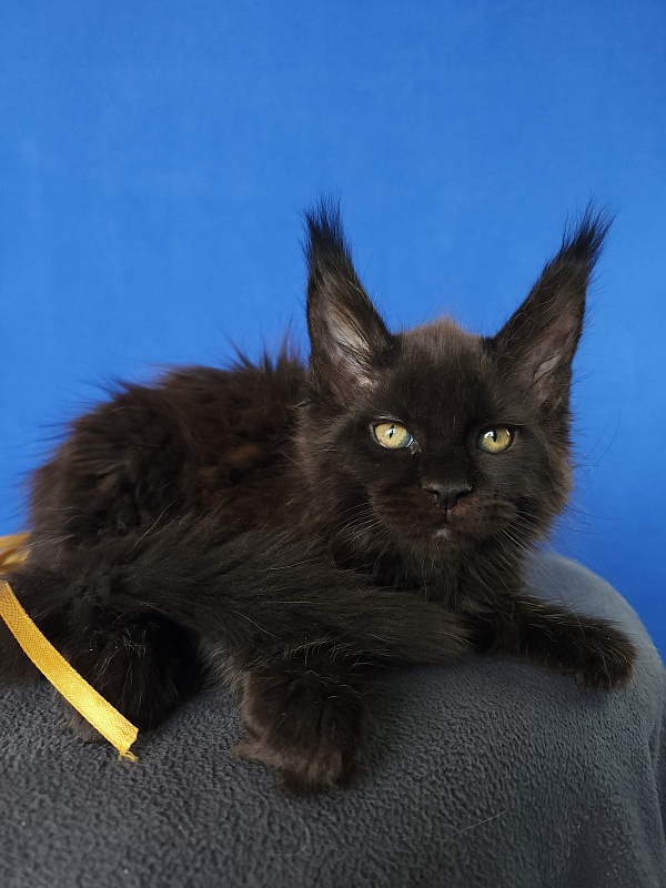 Zaika  Akbars - Kitten maine-coon 1 month 3.5 weeks