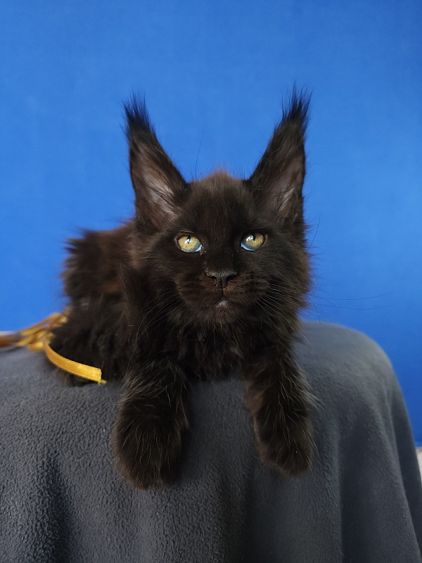 Zaika  Akbars - Kitten maine-coon 1 month 3.5 weeks