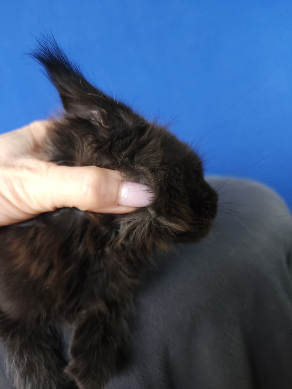 Zaika  Akbars - Kitten maine-coon 1 month 3.5 weeks