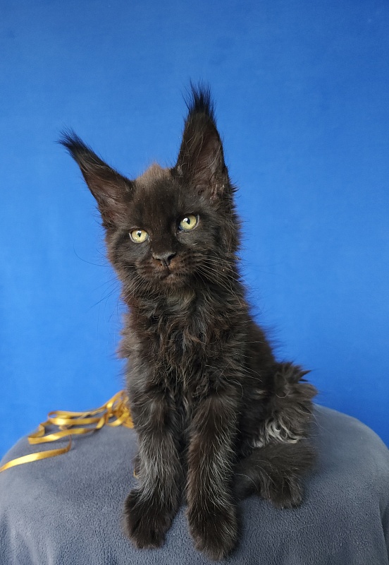 Zaika  Akbars - Kitten maine-coon 1 month 3.5 weeks