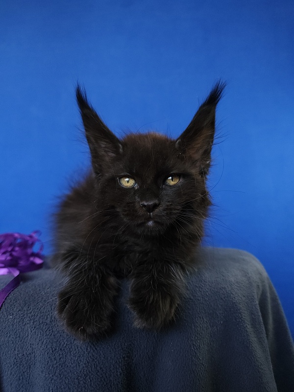 Zytty  Akbars - Kitten maine-coon 1 month 3.5 weeks