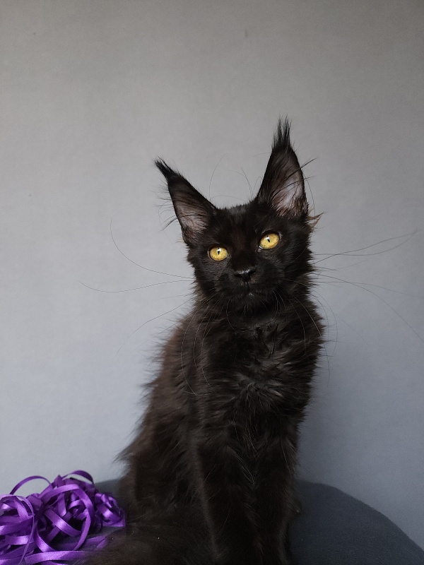 Zytty  Akbars - Kitten maine-coon 3.5 months