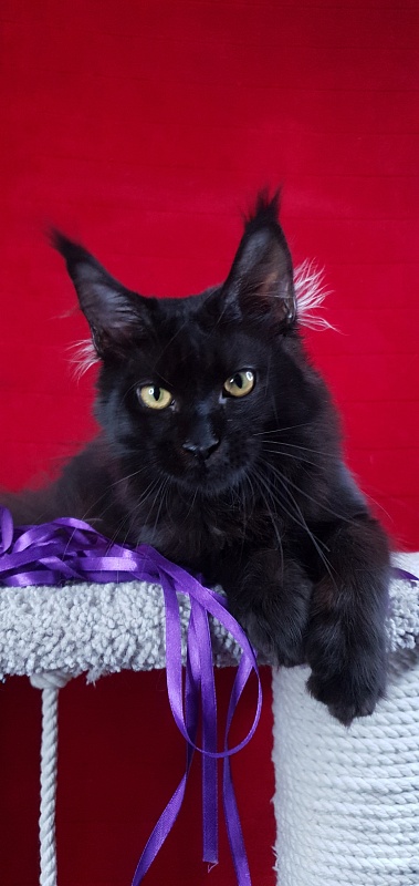 Zytty  Akbars - Kitten maine-coon 4 months 3 weeks