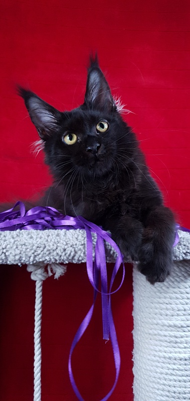 Zytty  Akbars - Kitten maine-coon 4 months 3 weeks