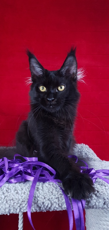 Zytty  Akbars - Kitten maine-coon 4 months 3 weeks