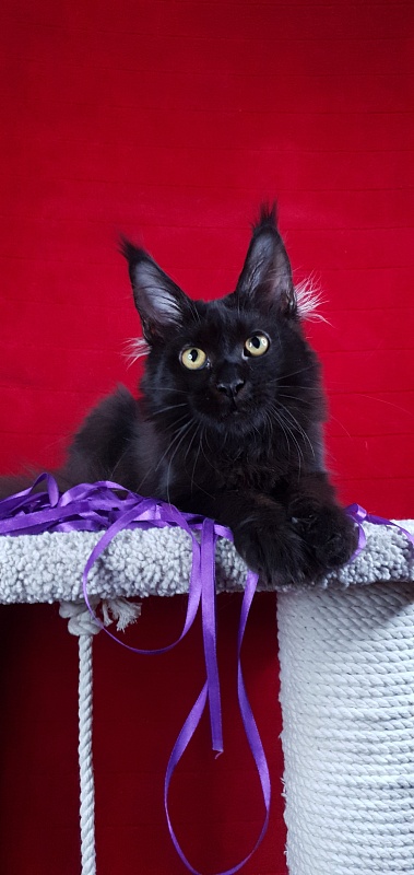 Zytty  Akbars - Kitten maine-coon 4 months 3 weeks