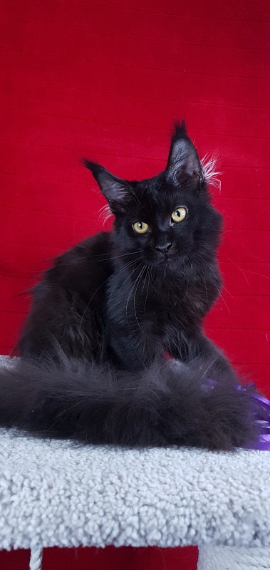 Zytty  Akbars - Kitten maine-coon 4 months 3 weeks