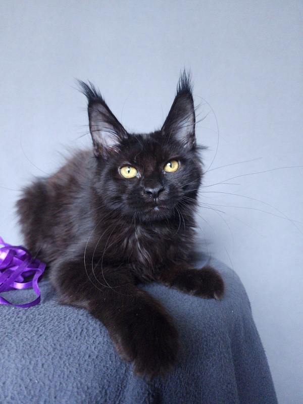 Zytty  Akbars - Kitten maine-coon 3 months 3.5 weeks