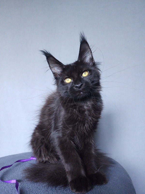 Zytty  Akbars - Kitten maine-coon 3 months 3.5 weeks