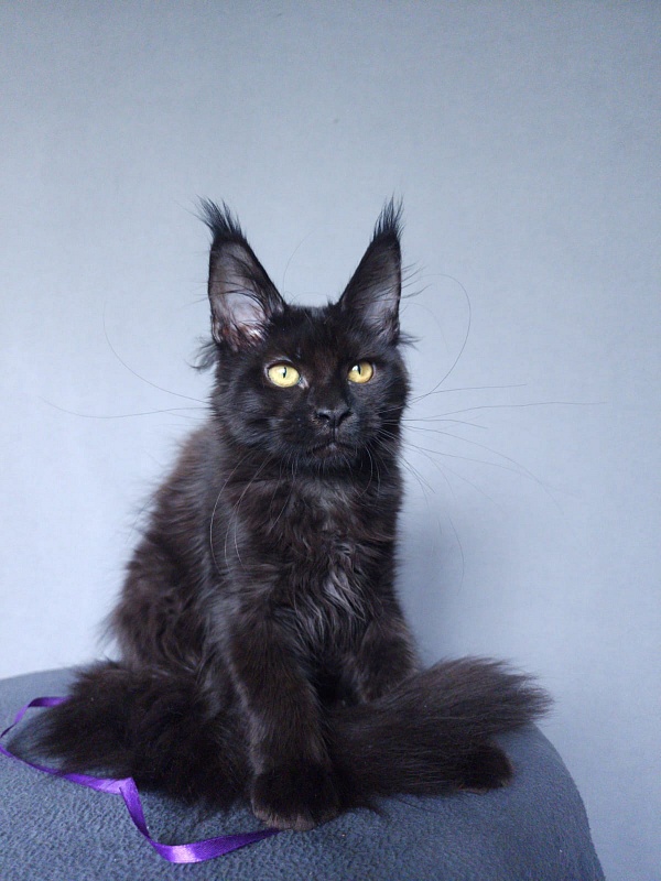 Zytty  Akbars - Kitten maine-coon 3 months 3.5 weeks