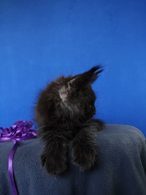 Zytty  Akbars - Kitten maine-coon 1 month 3.5 weeks