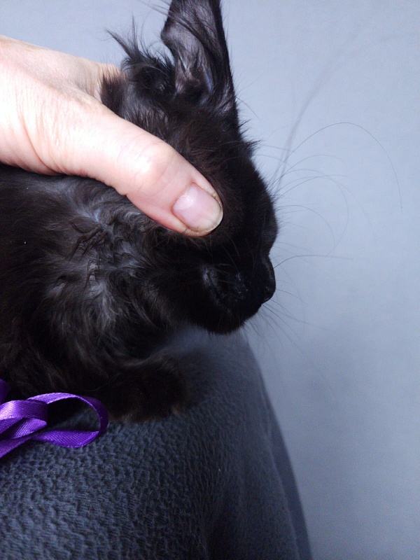 Zytty  Akbars - Kitten maine-coon 3 months 3.5 weeks