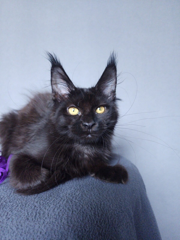 Zytty  Akbars - Kitten maine-coon 3 months 3.5 weeks