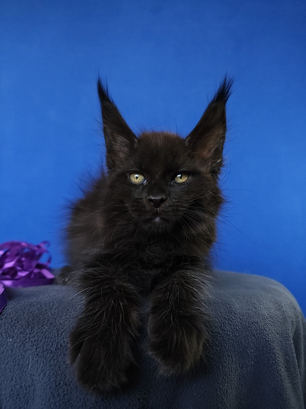 Zytty  Akbars - Kitten maine-coon 1 month 3.5 weeks