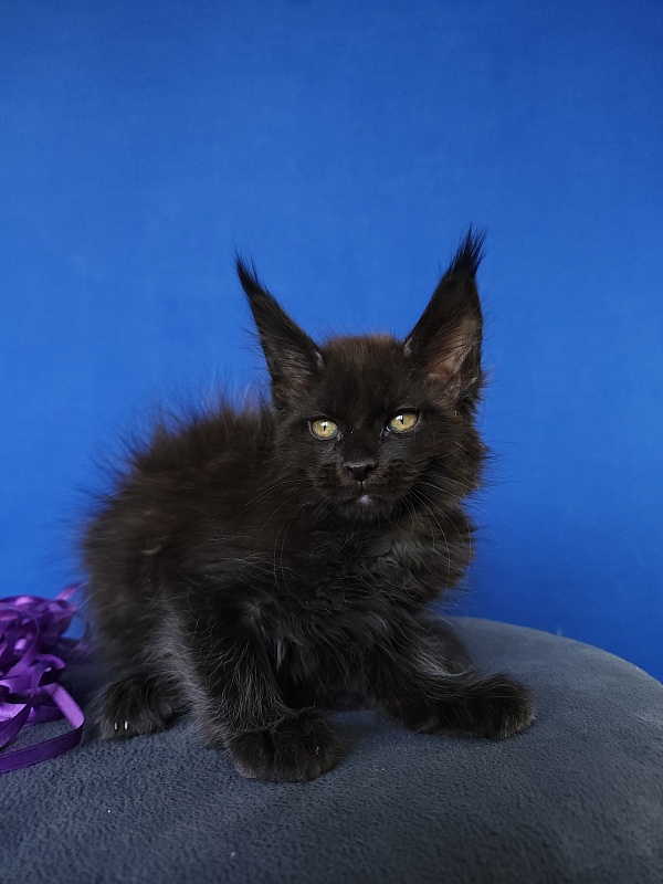 Zytty  Akbars - Kitten maine-coon 1 month 3.5 weeks