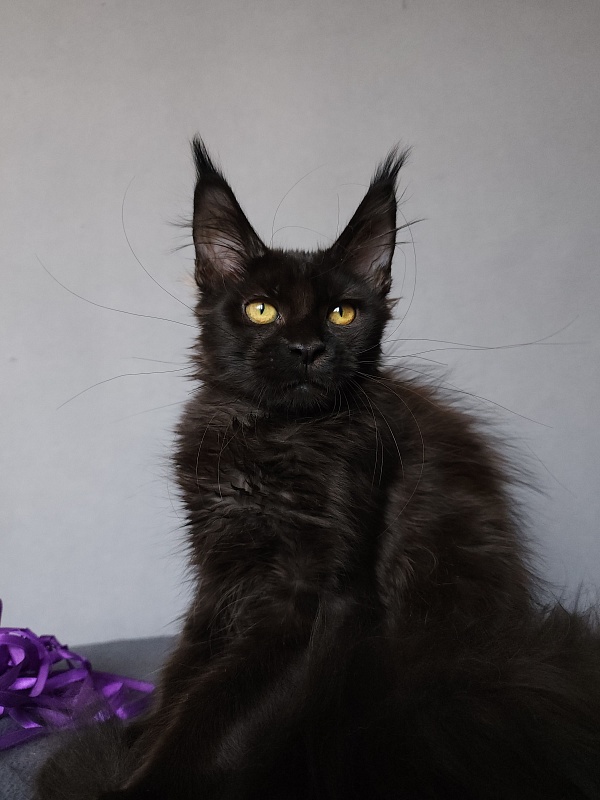 Zytty  Akbars - Kitten maine-coon 3.5 months