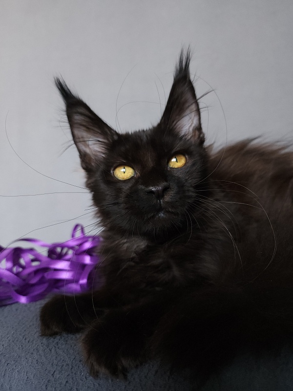 Zytty  Akbars - Kitten maine-coon 3.5 months