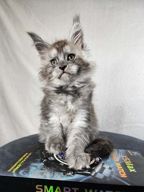 Zapal Akbars - Kitten maine-coon 1 month 4 weeks