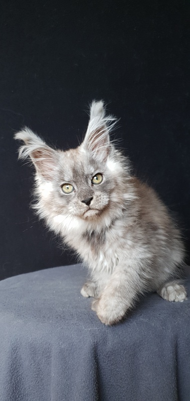 Zapal Akbars - Kitten maine-coon 2 months 3.5 weeks