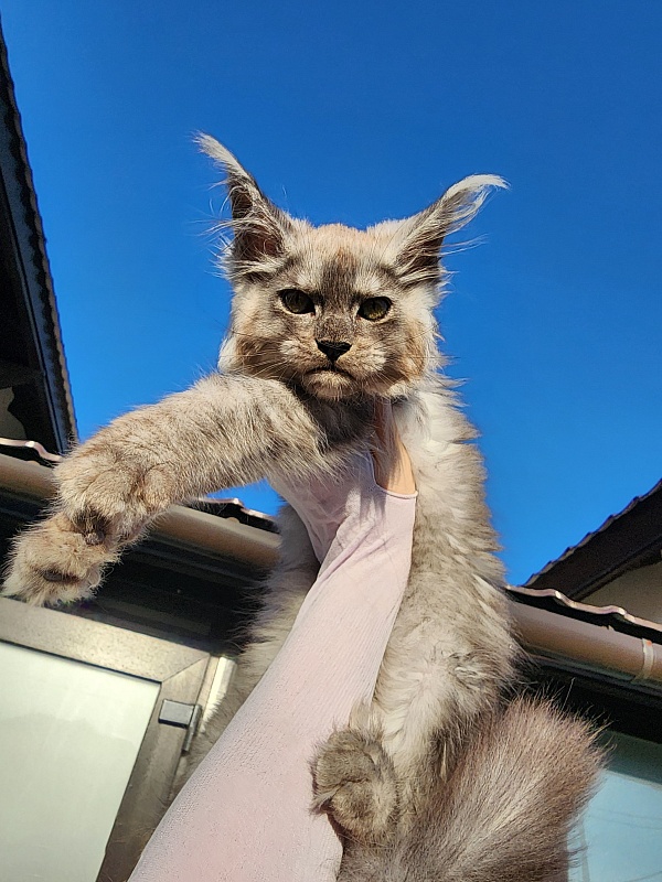 Zapal Akbars - Kitten maine-coon 3 months
