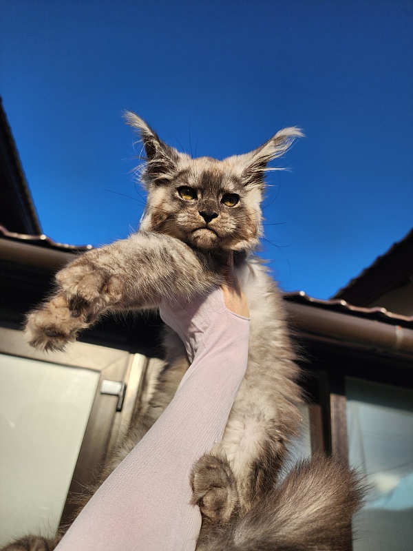 Zapal Akbars - Kitten maine-coon 3 months