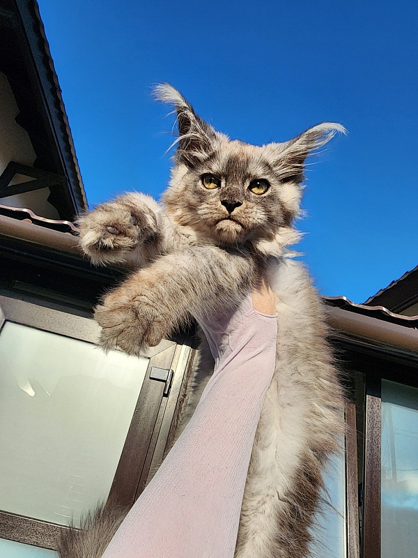 Zapal Akbars - Kitten maine-coon 3 months
