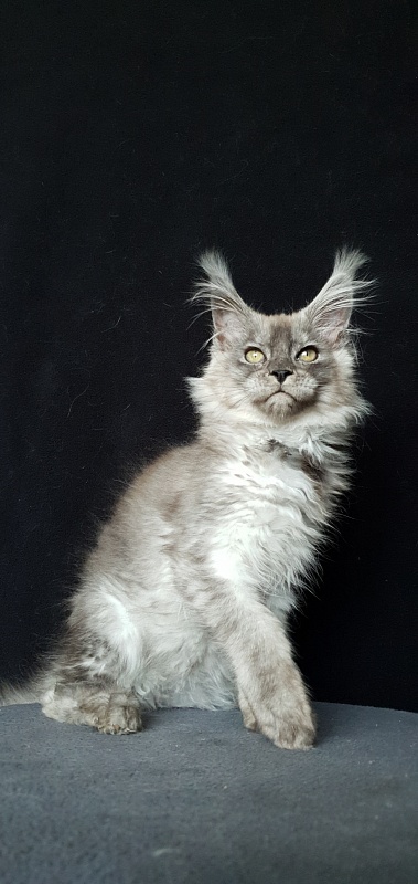Zapal Akbars - Kitten maine-coon 3.5 months