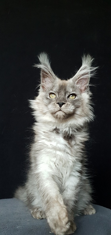 Zapal Akbars - Kitten maine-coon 3.5 months