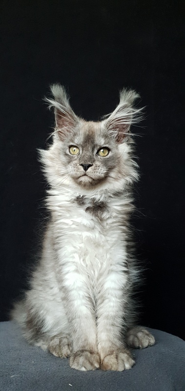 Zapal Akbars - Kitten maine-coon 3.5 months