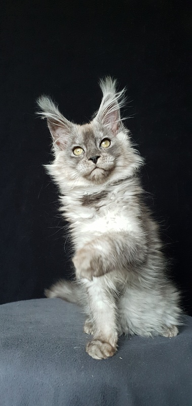Zapal Akbars - Kitten maine-coon 3.5 months