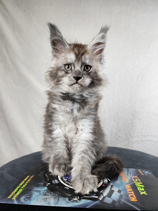 Zapal Akbars - Kitten maine-coon 1 month 4 weeks