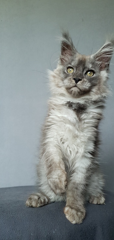 Zapal Akbars - Kitten maine-coon 3.5 months