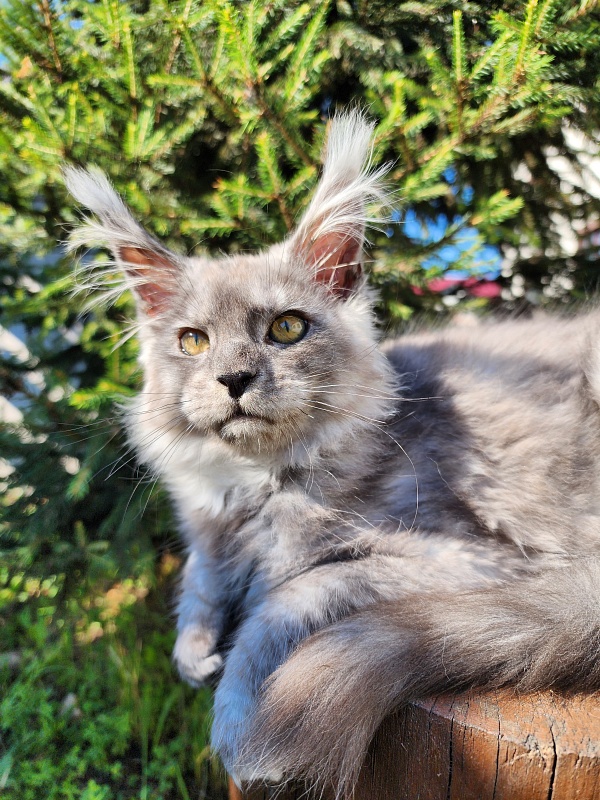 Zapal Akbars - Kitten maine-coon 3 months 3 weeks