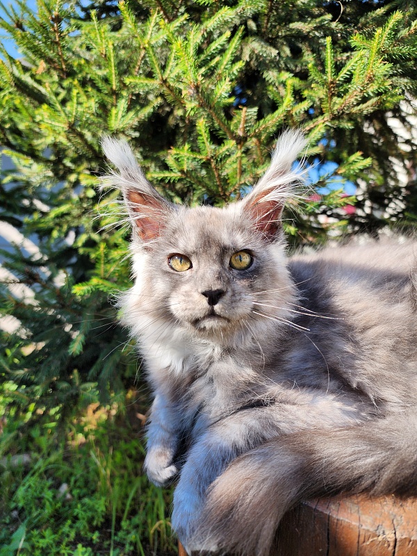 Zapal Akbars - Kitten maine-coon 3 months 3 weeks