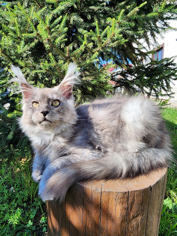 Zapal Akbars - Kitten maine-coon 3 months 3 weeks