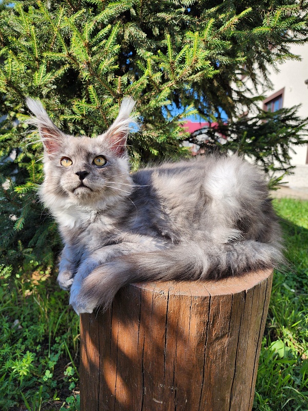 Zapal Akbars - Kitten maine-coon 3 months 3 weeks