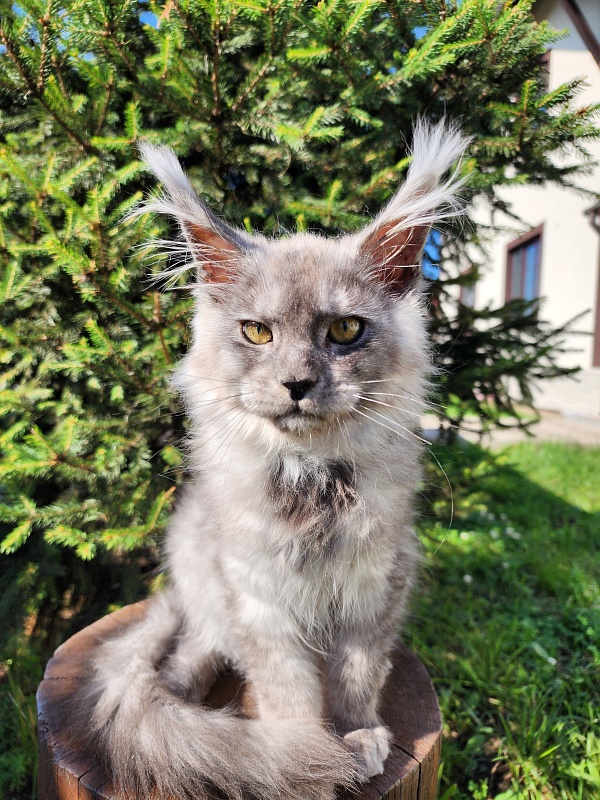 Zapal Akbars - Kitten maine-coon 3 months 3 weeks
