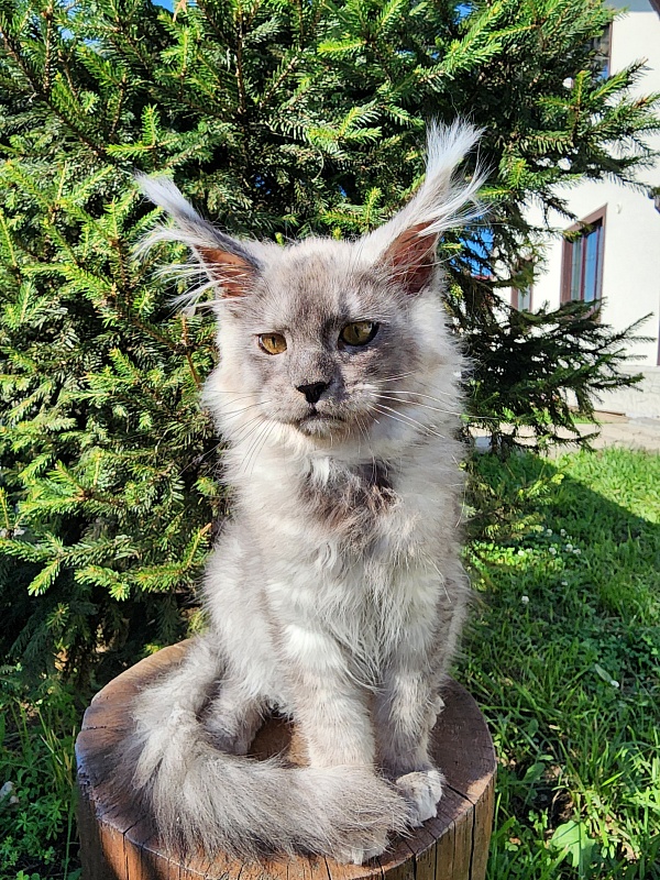 Zapal Akbars - Kitten maine-coon 3 months 3 weeks