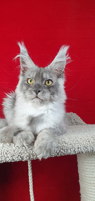 Zapal Akbars - Kitten maine-coon 4 months 3 weeks