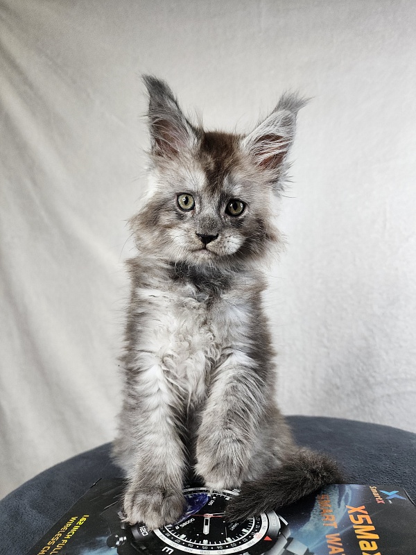 Zapal Akbars - Kitten maine-coon 1 month 4 weeks