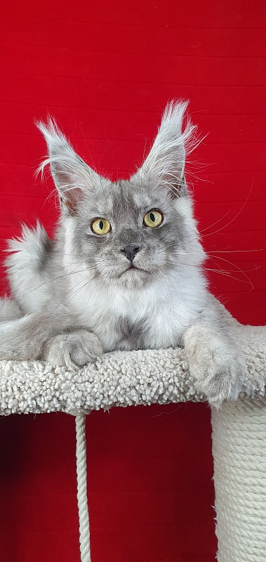 Zapal Akbars - Kitten maine-coon 4 months 3 weeks