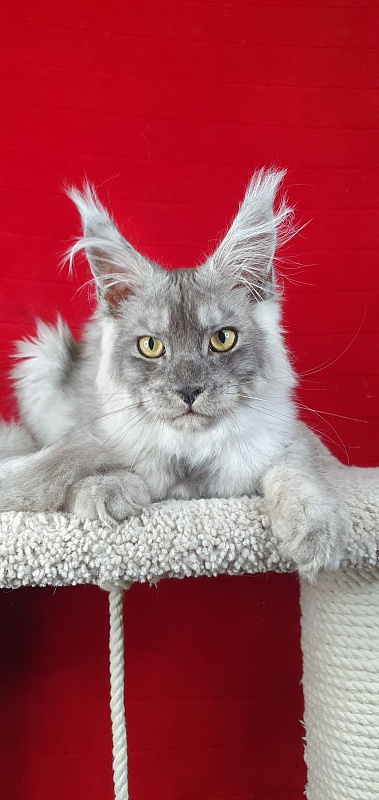 Zapal Akbars - Kitten maine-coon 4 months 3 weeks