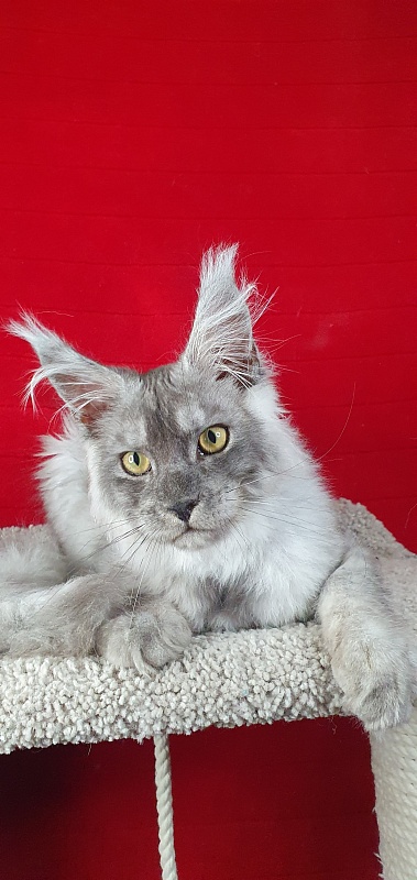 Zapal Akbars - Kitten maine-coon 4 months 3 weeks