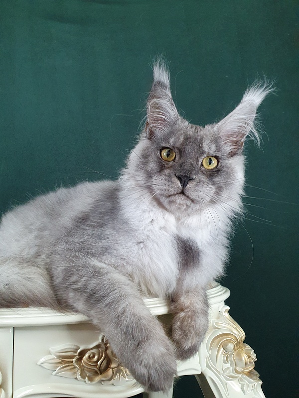 Zapal Akbars - Kitten maine-coon 5 months 2.5 weeks