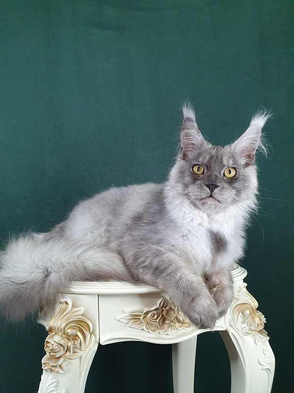 Zapal Akbars - Kitten maine-coon 5 months 2.5 weeks