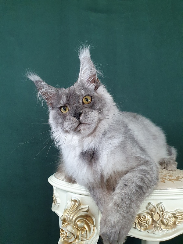 Zapal Akbars - Kitten maine-coon 5 months 2.5 weeks