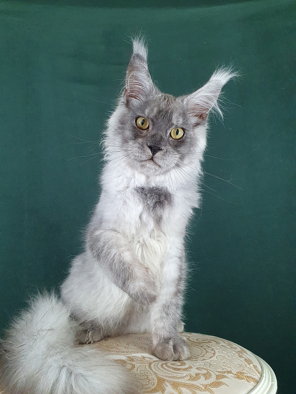 Zapal Akbars - Kitten maine-coon 5 months 2.5 weeks