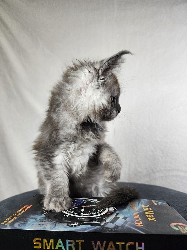 Zapal Akbars - Kitten maine-coon 1 month 4 weeks