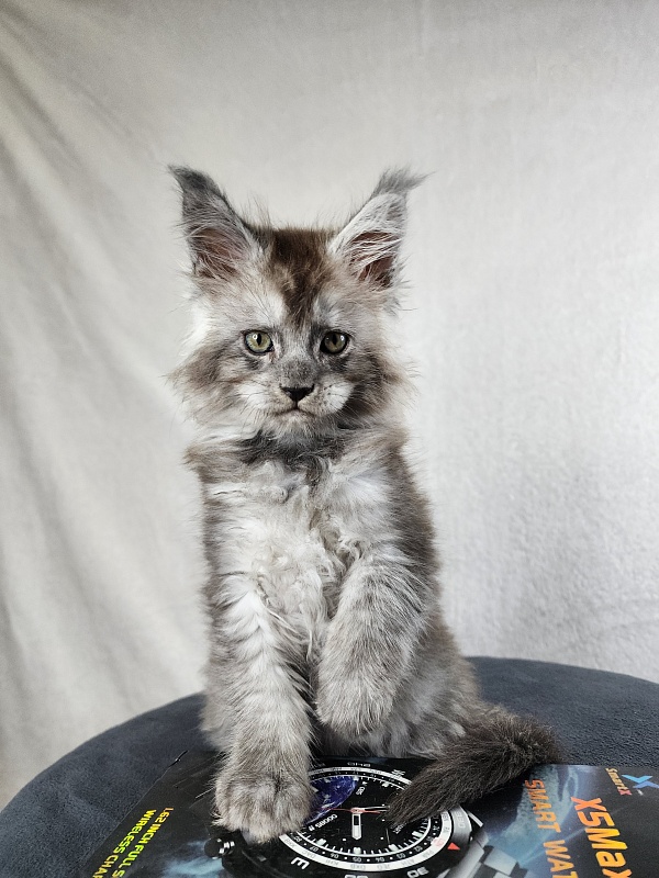 Zapal Akbars - Kitten maine-coon 1 month 4 weeks