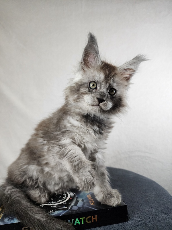Zapal Akbars - Kitten maine-coon 1 month 4 weeks